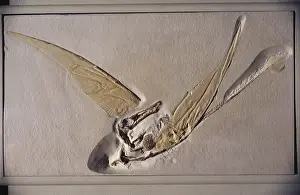 Matrix: Pterosaur Fossil