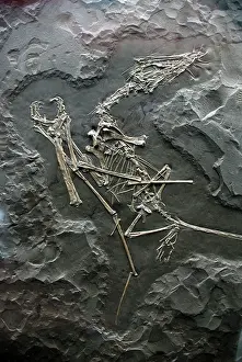 Pterosaur: Pterosaur - fossil flying reptile