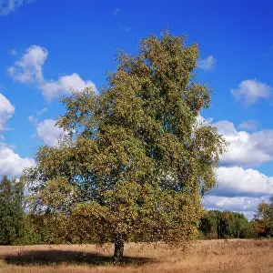 Karin Laub: Pubescent BIRCH - in Autumn
