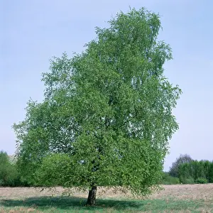 Karin Laub: Pubescent BIRCH - in full leaf, early Summer