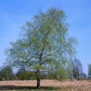 Karin Laub: Pubescent BIRCH - new leaves, Spring