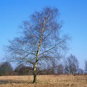 Karin Laub: Pubescent BIRCH - in Winter