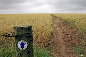 Oats: Public bridleway runs through oats field - July