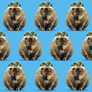 Pudding: Pudding Cat pattern
