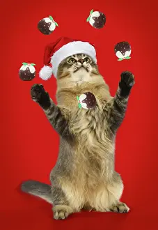 Pudding: CAT