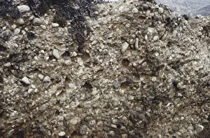 Cement: Puddingstone Conglomerate