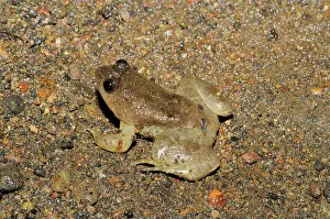 Filipino: Puddle Frog