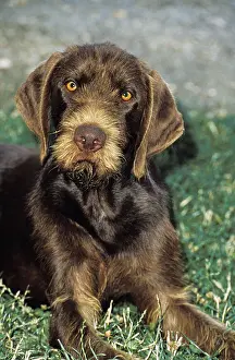 Pointing: Pudel Pointer Dog