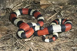 Lampropeltis: Pueblan Milksnake