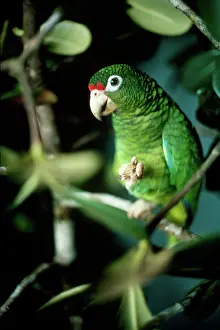 Rico: Puerto Rican Amazon (Amazona vittata)