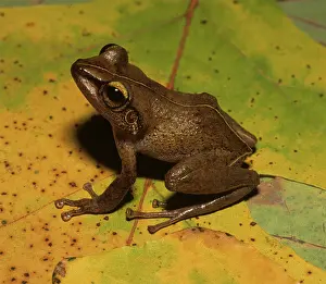 Rico: Puerto Rican Coqui