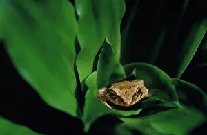 Rico: Coqui