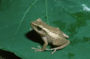 Rico: Coqui