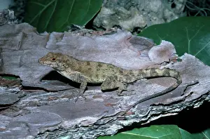 Anoles: Puerto Rican Crested Anole