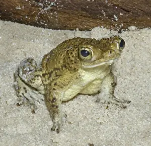 Rico: Puerto Rican crested toad