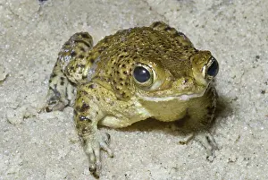 Rico: Puerto Rican crested toad