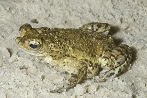 Rico: Puerto Rican Crested Toad