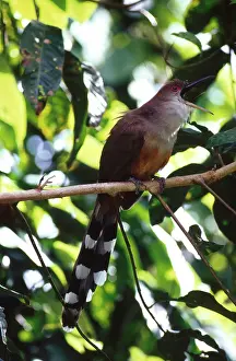 Rico: Puerto Rican Lizard-Cuckoo