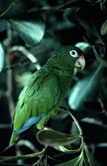 Rico: Puerto Rican Parrot