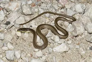 Herps: Puerto Rican racer