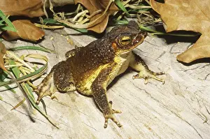 Bufo: Puerto Rican Toad