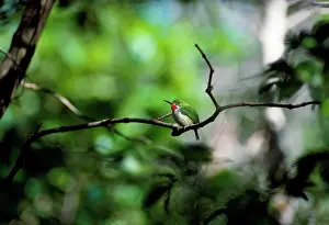 Alan Greensmith: Puerto Rican Tody