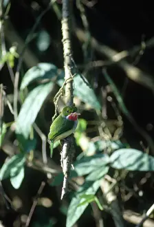 Rico: Puerto Rican Tody
