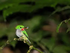 Rican: Puerto Rican Tody (Todus mexicanus, with