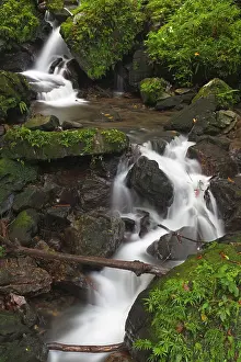 Latino: Puerto Rico, East Coast, El Yunque Rainforest