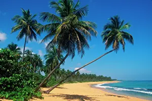 Greg: Puerto Rico, Isla Verde, palm trees