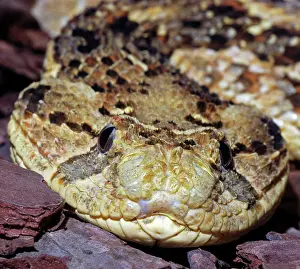 Puff: Puff Adder