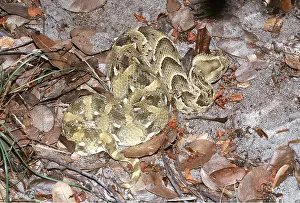 Puff: PUFF ADDER