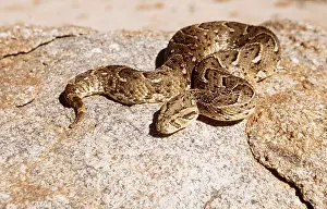 Puff: PUFF ADDER