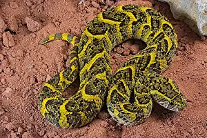 Puff: Puff adder (Bitis arientans) on sand, specimen from