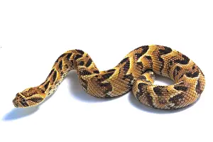 Puff: Puff adder (Bitis arietans), Lake Nakuru, Kenya