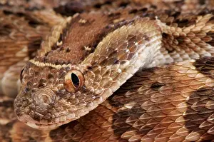 Puff: Puff adder (Bitis arietans), Uganda