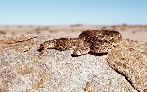 Puff: PUFF ADDER - COILED