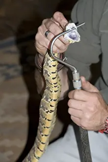 Puff: Puff Adder - fangs beimng displayed by handler -