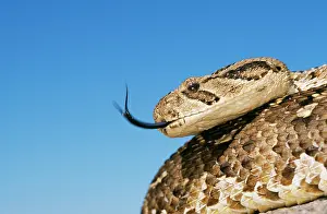 Puff: PUFF ADDER - with forked tongue extended