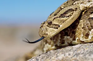 Puff: PUFF ADDER - forked tongue extended