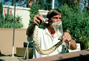 Puff: Puff Adder Snake - venom extraction