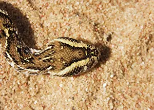 Puff: Puff Adder - Its venom is cytotoxic and fatal in humans