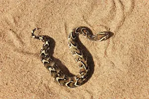 Puff: Puff Adder - Its venom is cytotoxic and fatal in humans