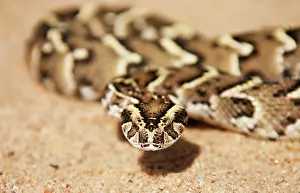 Puff: Puff Adder - Its venom is cytotoxic and fatal in humans