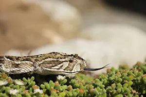 Puff: Puff Adder - Its venom is cytotoxic and fatal in humans