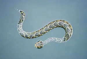 Puff: Puff Adder - in water swimming