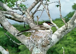 Puff: Puff-back Shrike - on nest