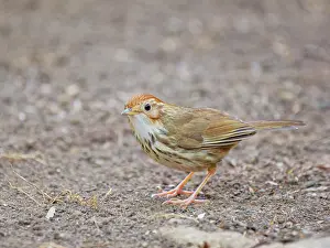 Puff: Puff Throated Babbler Pellorneum ruficeps Vietnam