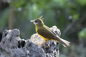 Puff: Puff-throated Bulbul (Alophoixus pallidus) on a