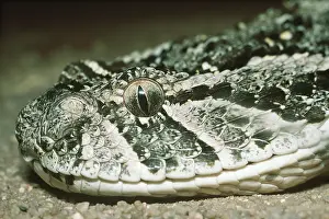 Adders: PUFFADDER - close up of head
